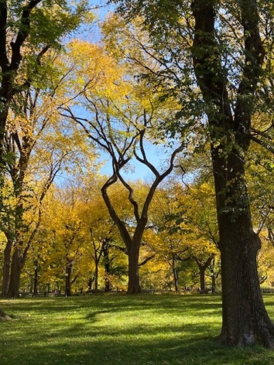 The Sunshine Quotient Study | THEARTOFSELFCRAFTSMANSHIP.ORG