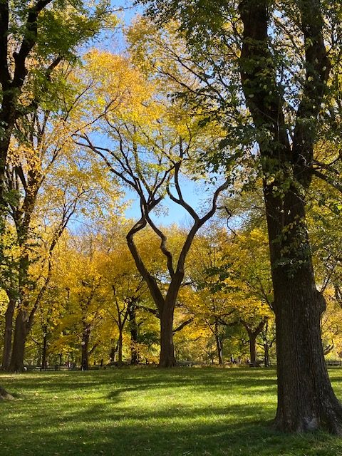 Rethinking and reconsideration The Sunshine Quotient Study | THEARTOFSELFCRAFTSMANSHIP.ORG